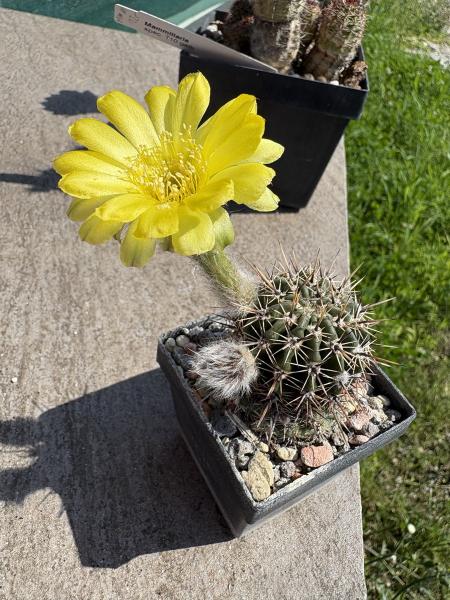 Echinopsis Hybr. gelb